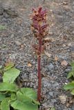 Orobanche campanulae