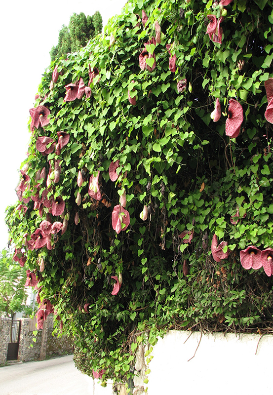 Image of Aristolochia gigantea specimen.