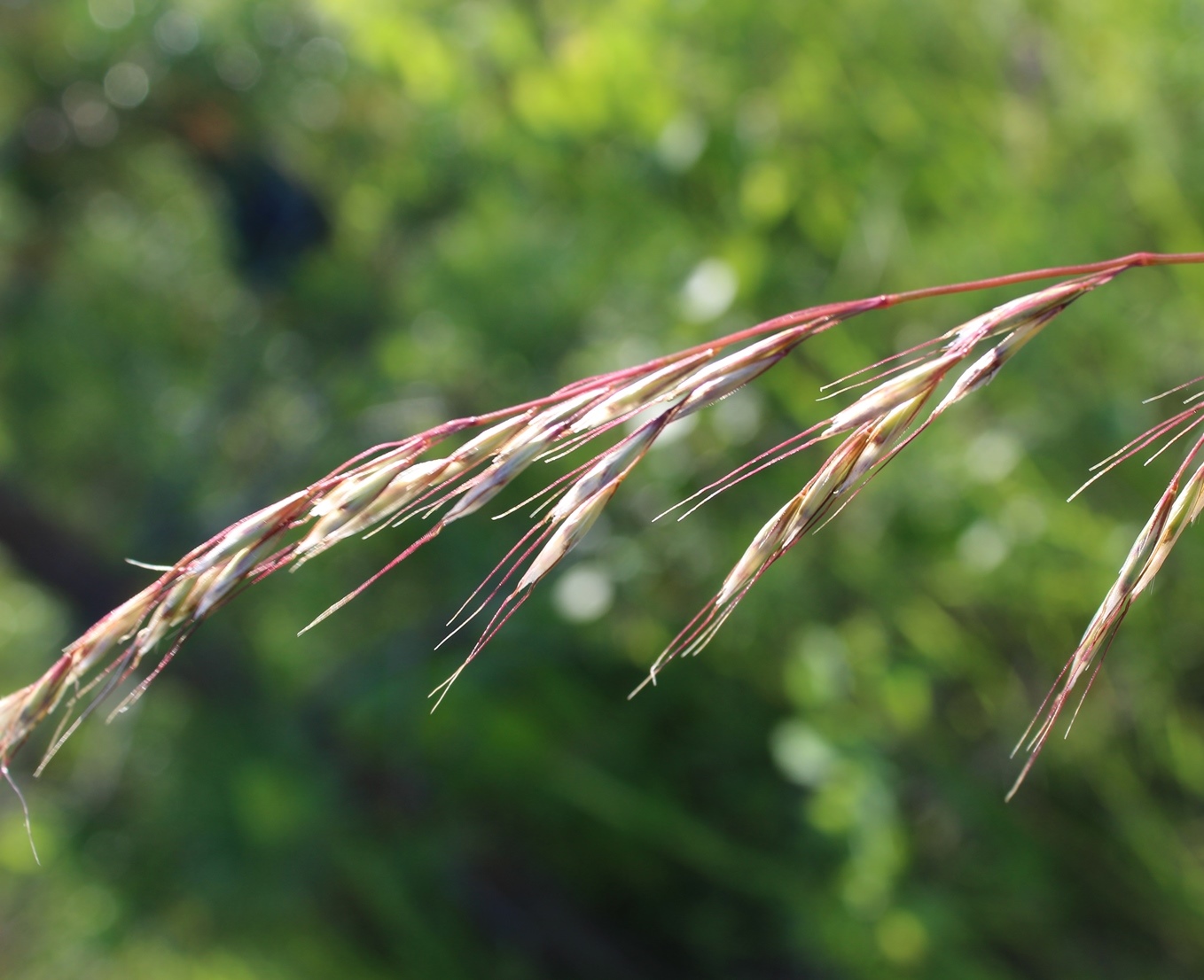 Изображение особи Helictotrichon pubescens.