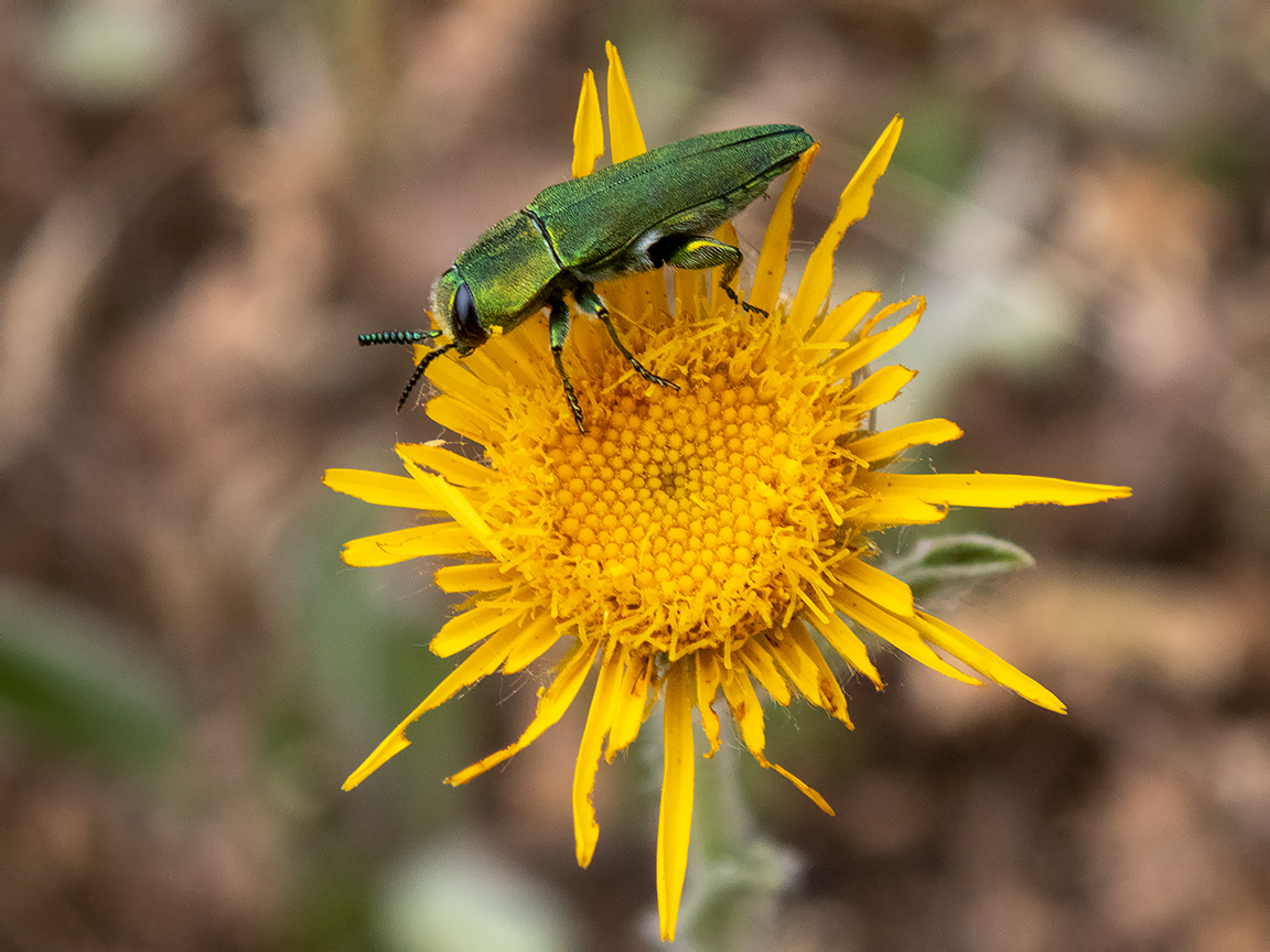 Image of Inula oculus-christi specimen.