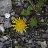 род Taraxacum. Соцветие. Чечня, Шаройский р-н, долина р. Цесиахк, рядом с домом Мансура, выс. ок. 1500 м н.у.м., сухая протока. 28 июня 2024 г.