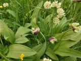 Allium victorialis. Расцветающие растения. Чечня, Шаройский р-н, 2 км к востоку от ур. Хиндушты, 1 км на юго-запад от Сигнальной горы, выс. 2170 м н.у.м., луг. 1 июля 2024 г.