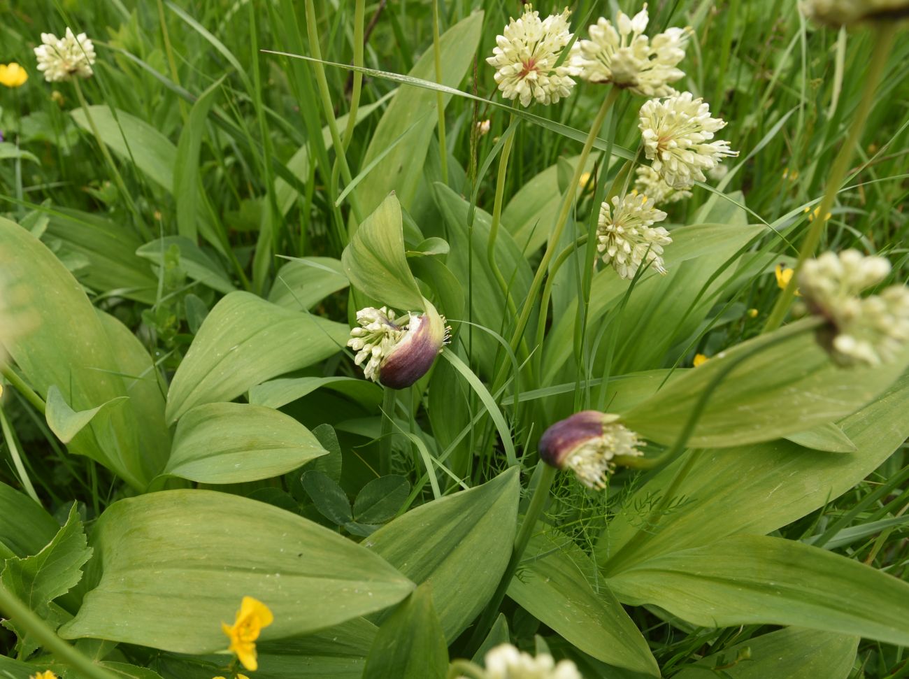 Image of Allium victorialis specimen.