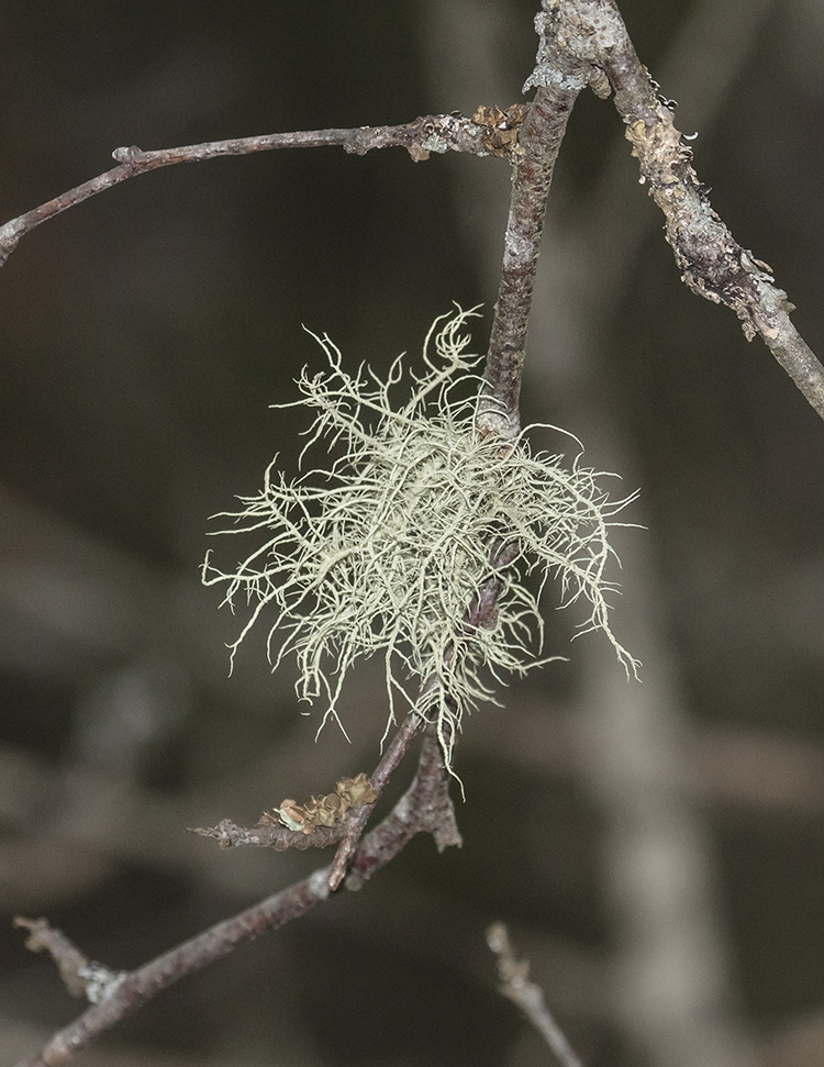 Image of genus Usnea specimen.