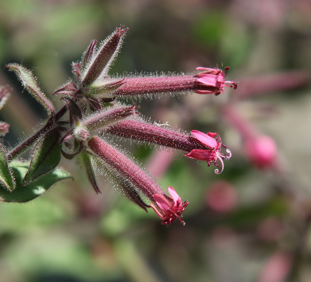 Image of Saponaria glutinosa specimen.