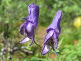 Aconitum volubile. Цветки. Иркутская обл., Бодайбинский р-н, долина р. Кадали, луг. Август 2010 г.