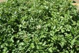 Nasturtium officinale. Заросли цветущих растений. Узбекистан, г. Ташкент, пос. Улугбек, санитарно-защитная зона, берег речки. 02.05.2015.