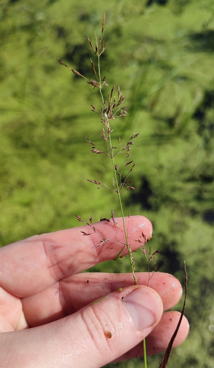 Image of Agrostis stolonifera specimen.