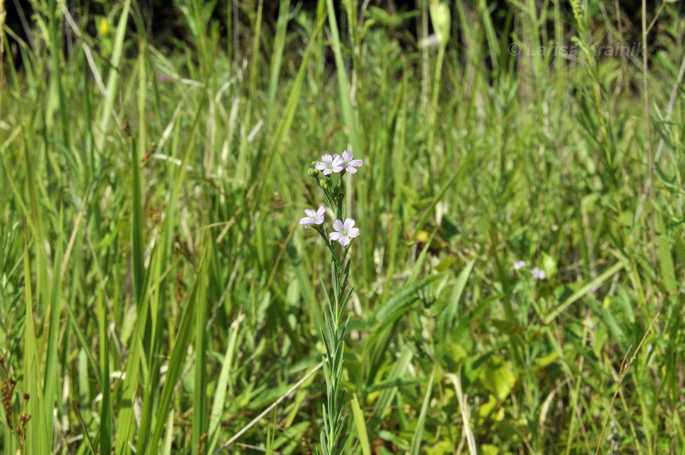 Image of Linum stelleroides specimen.