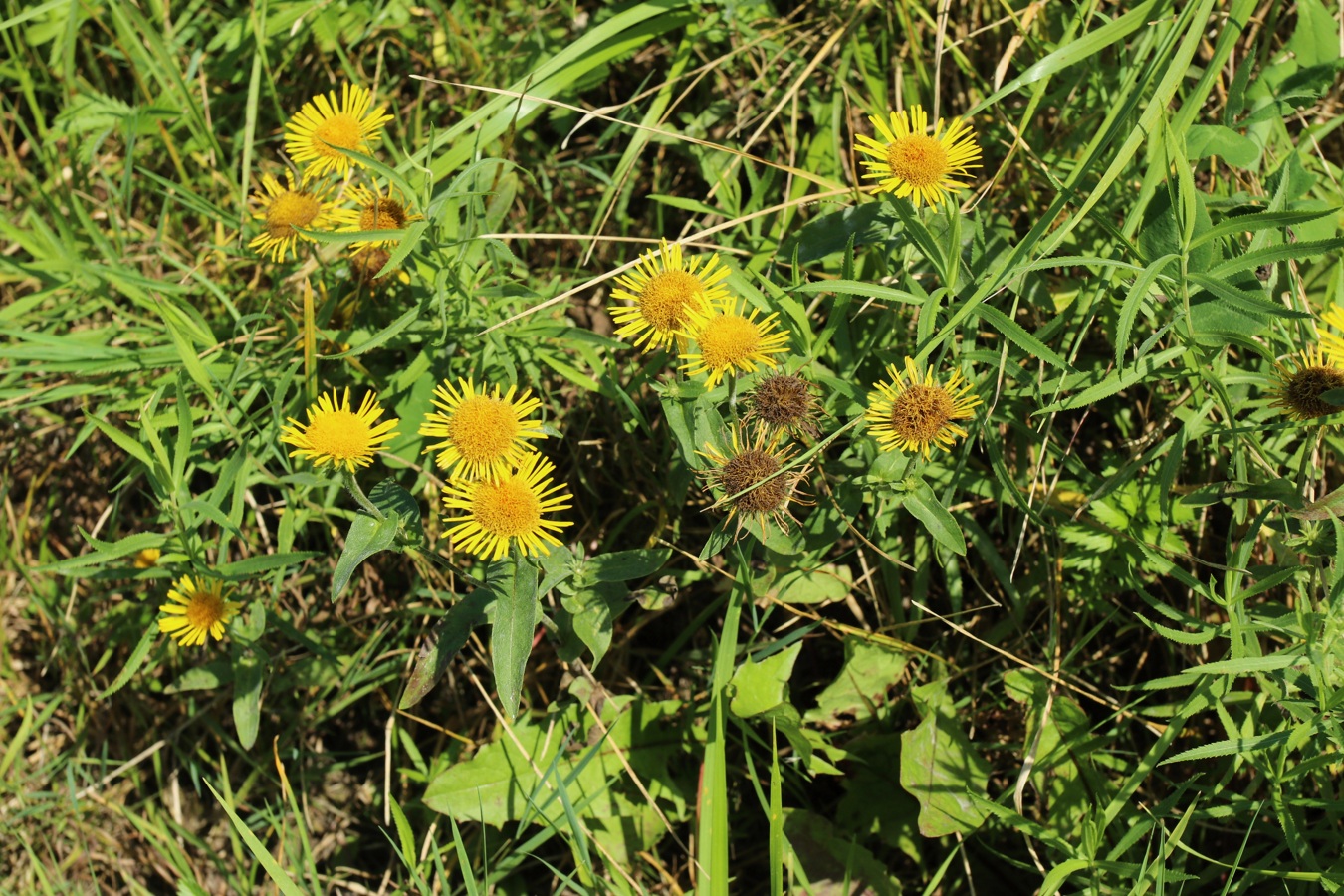 Image of Inula britannica specimen.