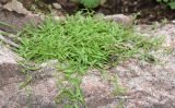 Смотреть изображение род Silene