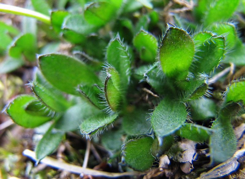 Изображение особи Eritrichium villosum.