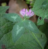 View full-size image Trifolium pratense