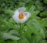Смотреть изображение Paeonia wittmanniana