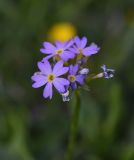 View full-size image Primula auriculata