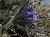 Pulsatilla turczaninovii