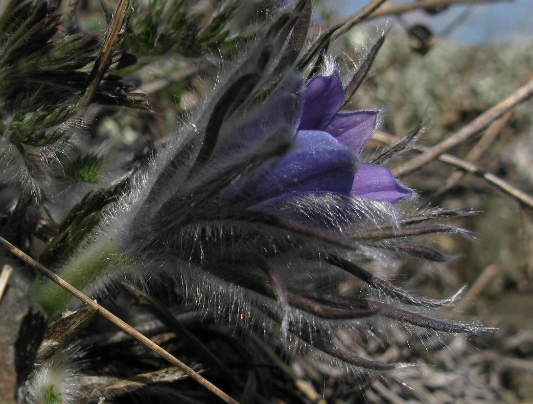 Изображение особи Pulsatilla turczaninovii.