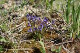 View full-size image Polygala amarella