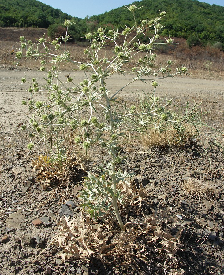 Image of Eryngium campestre specimen.