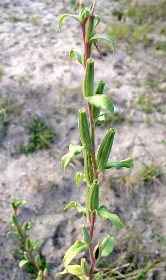 Image of genus Oenothera specimen.