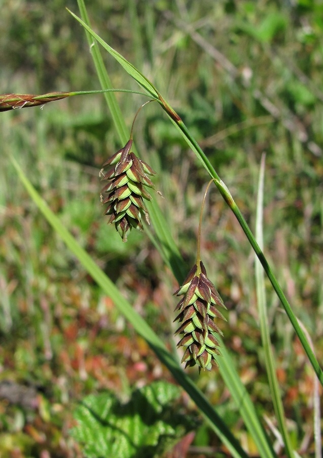 Изображение особи Carex paupercula.