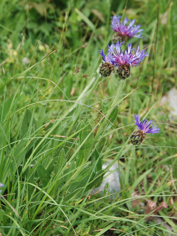 Image of Centaurea triumfettii specimen.