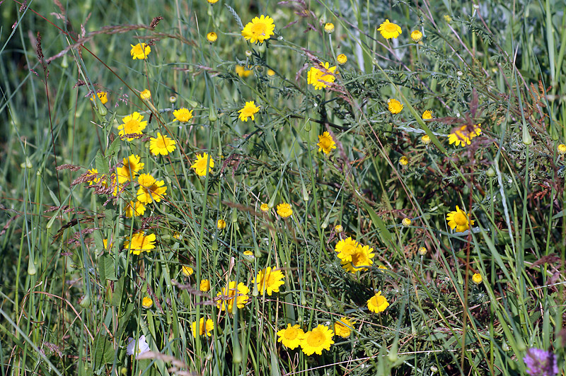 Image of Anthemis tinctoria specimen.