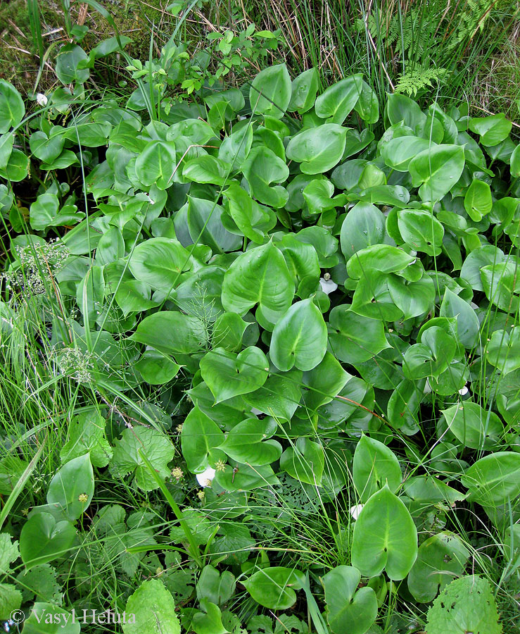 Image of Calla palustris specimen.