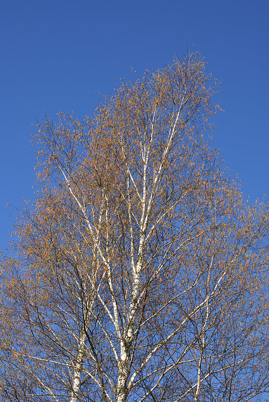 Image of Betula pendula specimen.