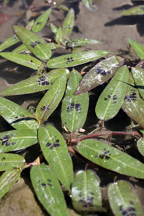 Image of Persicaria amphibia specimen.