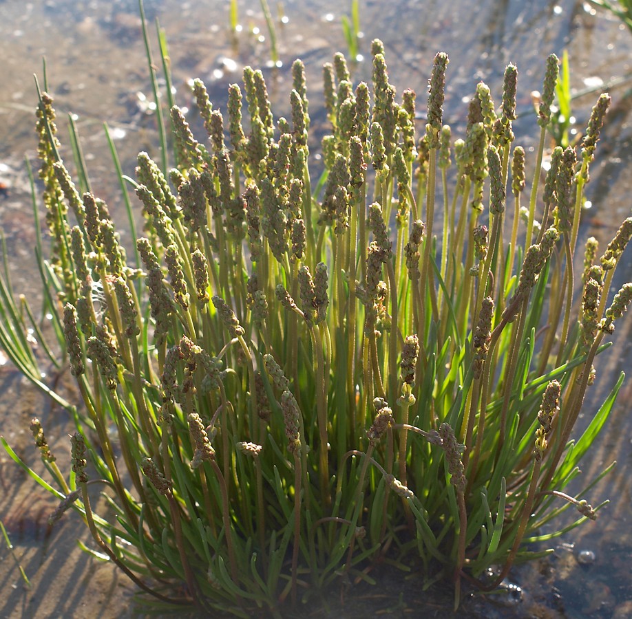 Image of Plantago maritima ssp. subpolaris specimen.