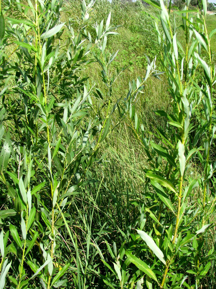 Image of Salix &times; undulata specimen.