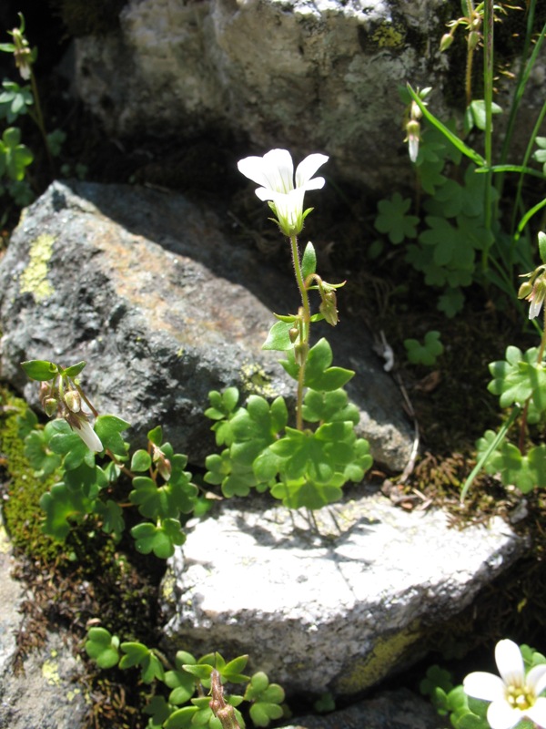 Image of Saxifraga sibirica specimen.