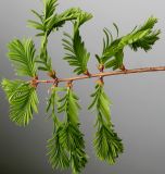 Metasequoia glyptostroboides