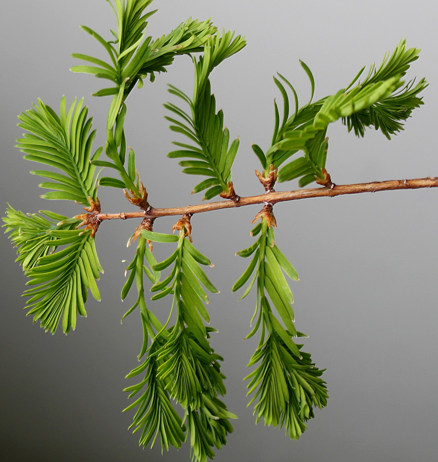 Изображение особи Metasequoia glyptostroboides.