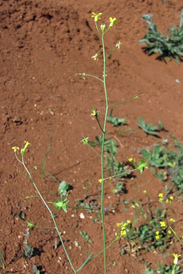 Image of Bunias erucago specimen.