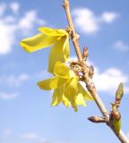 род Forsythia