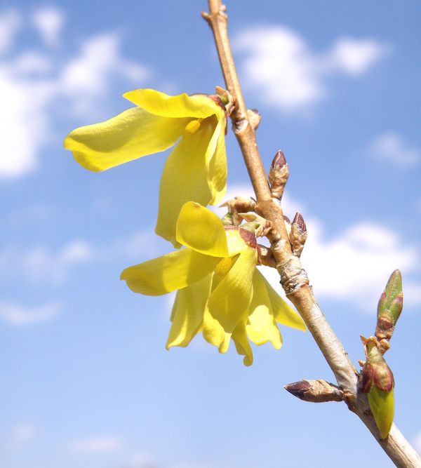 Image of genus Forsythia specimen.