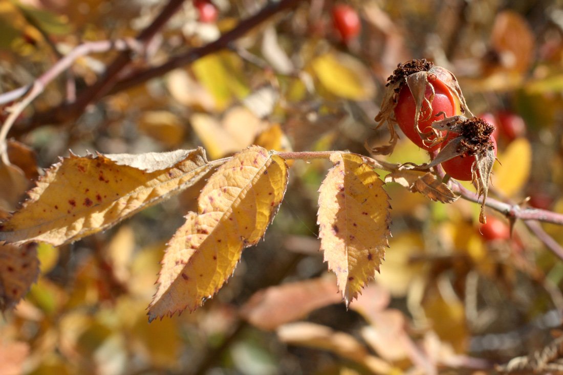 Image of Rosa transturkestanica specimen.