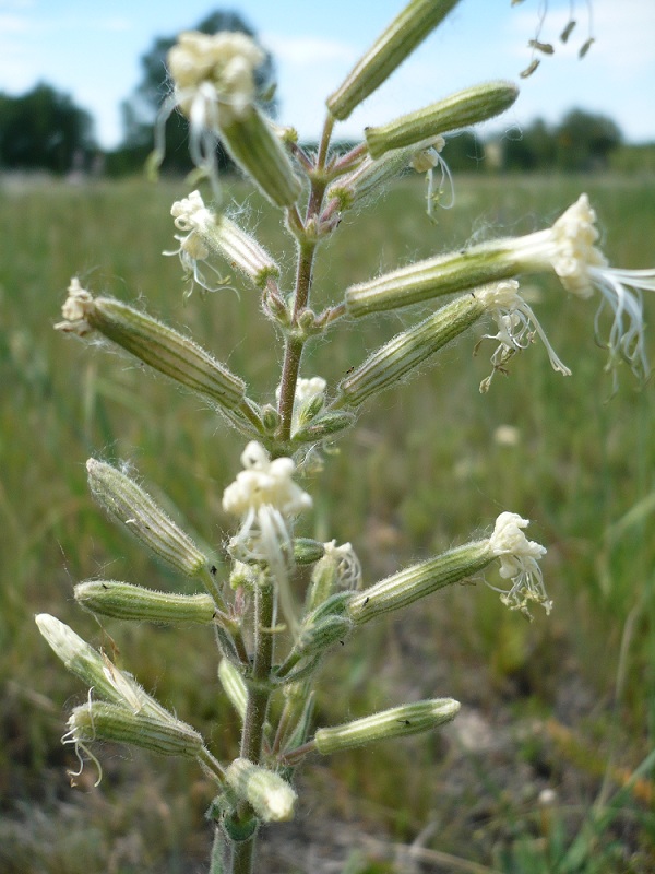 Image of Silene viscosa specimen.