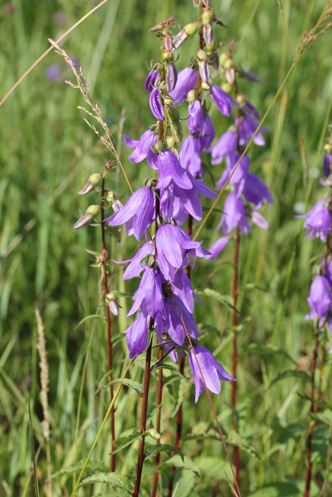 Image of Campanula rapunculoides specimen.