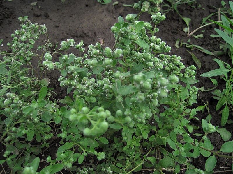 Image of Majorana hortensis specimen.