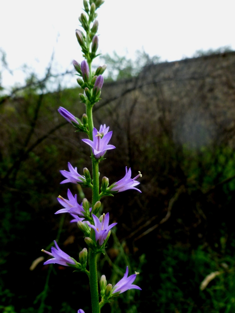 Image of genus Campanula specimen.