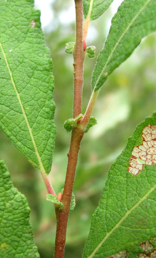 Image of Salix aurita specimen.