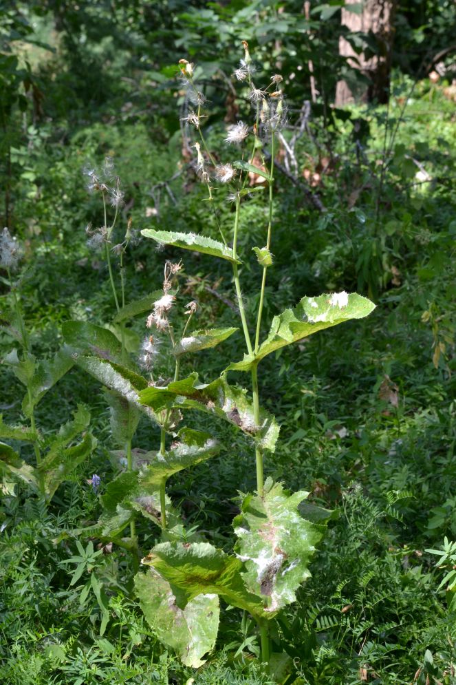 Image of Sonchus arvensis ssp. uliginosus specimen.