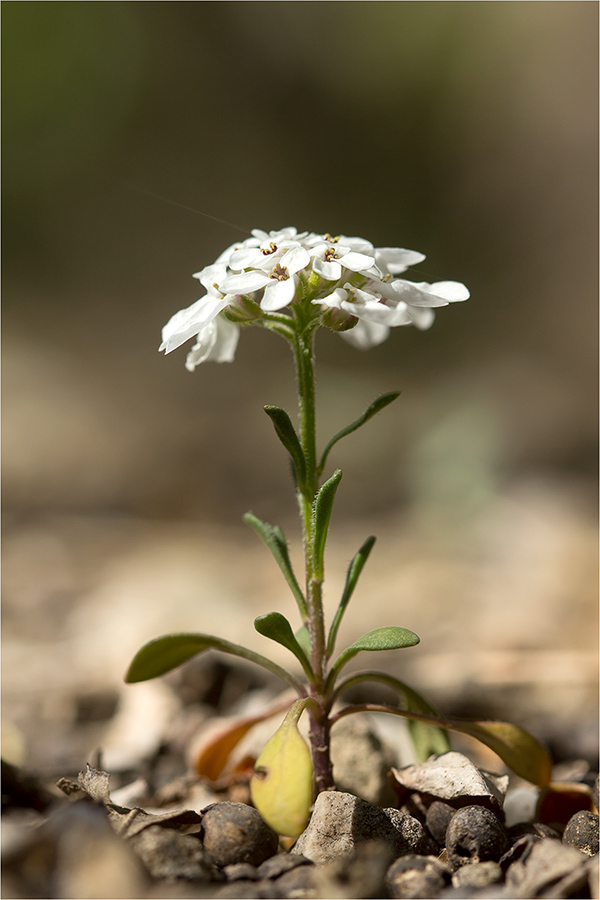 Изображение особи Iberis simplex.