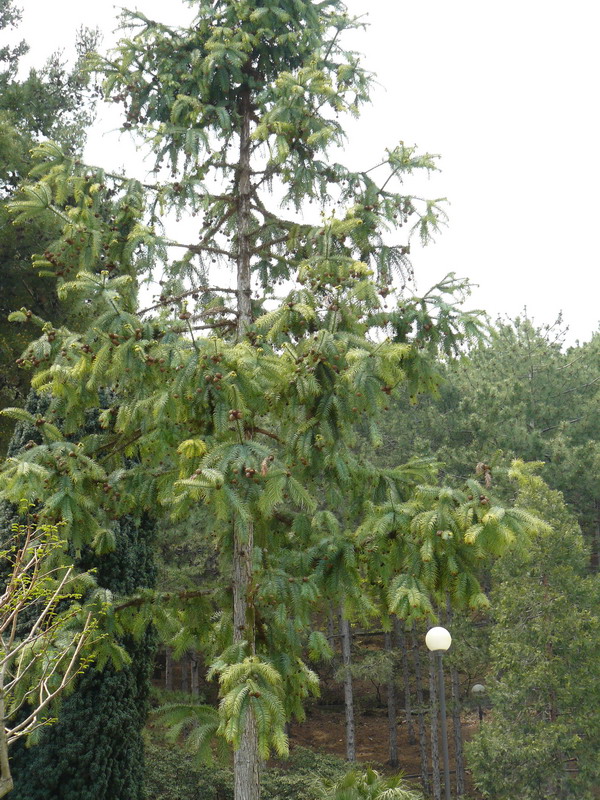 Image of Cunninghamia lanceolata specimen.