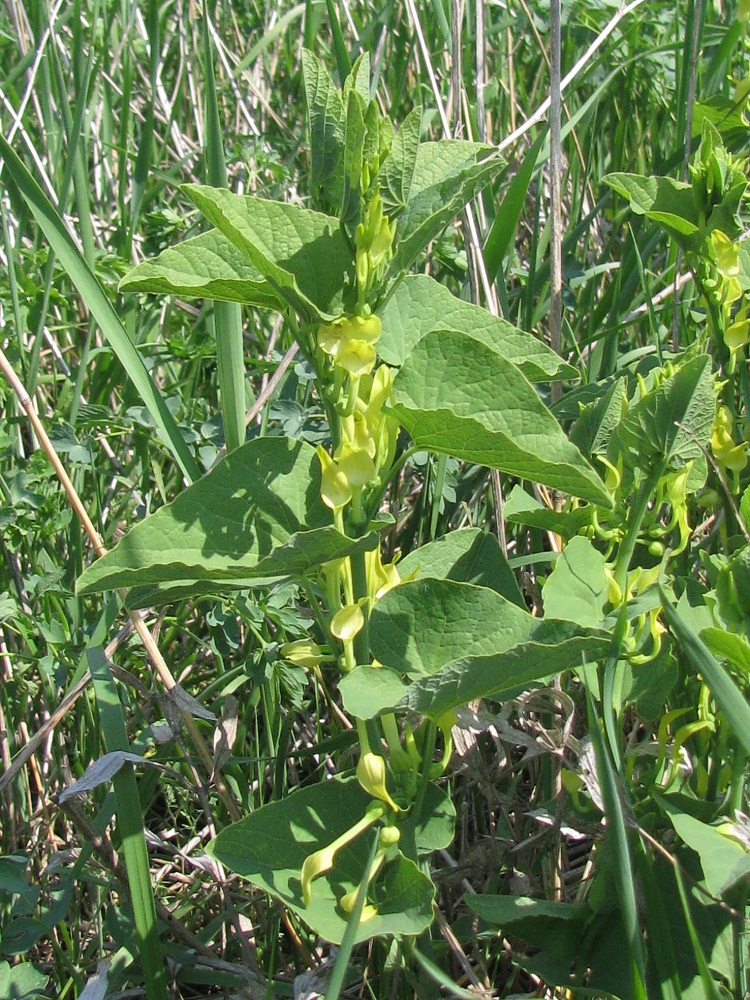 Image of Aristolochia clematitis specimen.