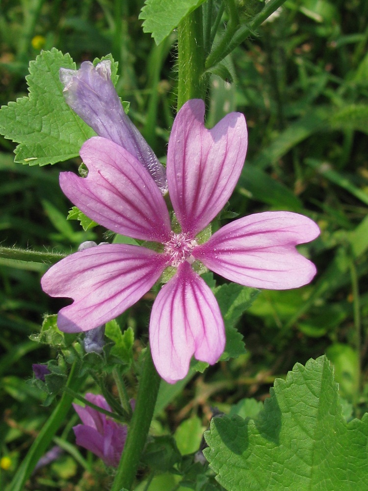 Image of Malva sylvestris specimen.