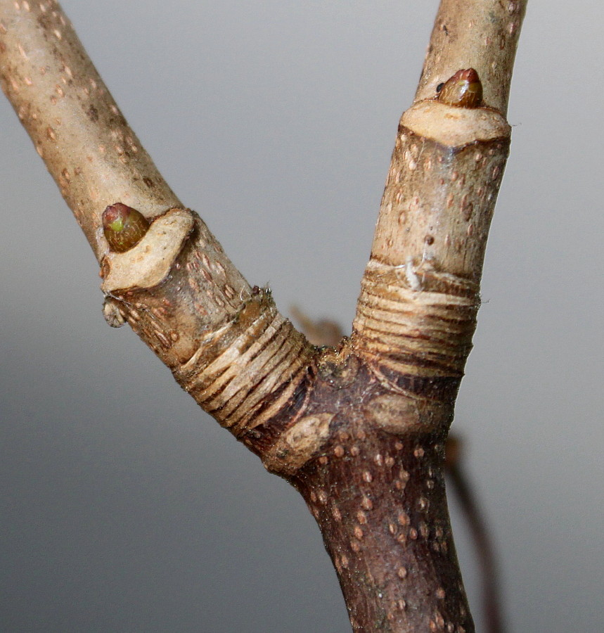 Image of Acer pseudoplatanus specimen.